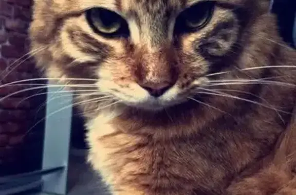 Chat perdu : Longs poils, Marron/Noir/Blanc - photo