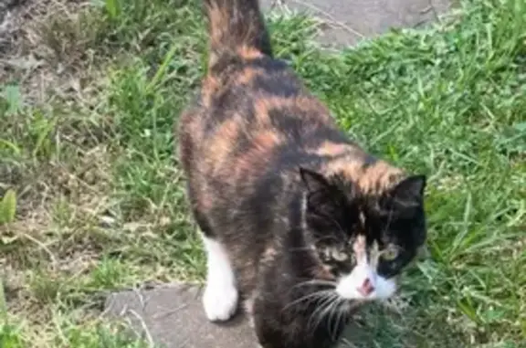 Found: Friendly Tortoiseshell Cat in NSW