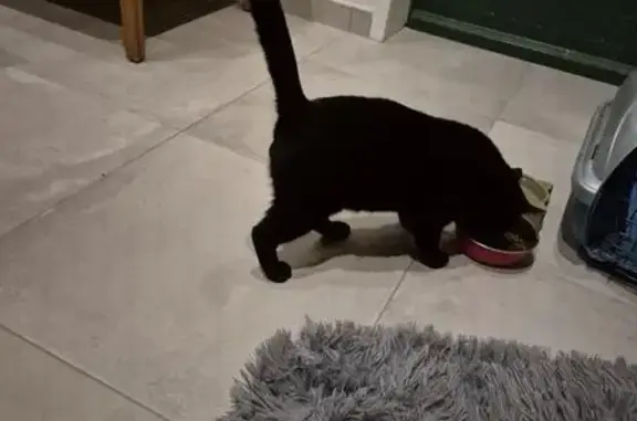 Chat trouvé Le Mans, photo: Chat câlin trouvé, non castré, Le Mans