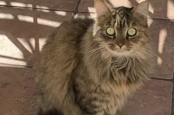 Chat trouvé Pernes-les-Fontaines, photo: Chat bien nourri mais affamé, grogne à ma porte