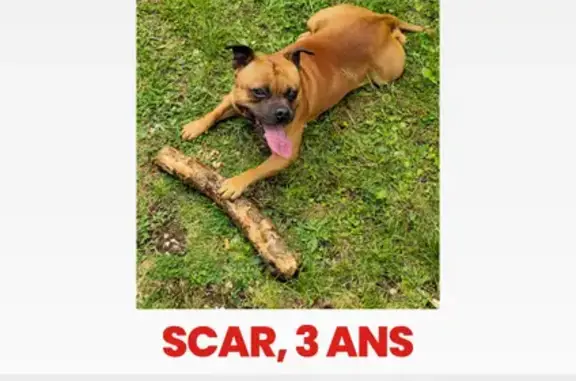 Chien perdu Rue du Lavoir, Les Bordes-Aumont - photo