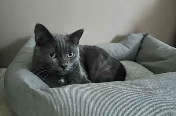 Chat perdu Gris, tache blanche, Paris 9 - photo