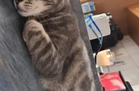Chat perdu : Tigre gris clair, collier noir - photo