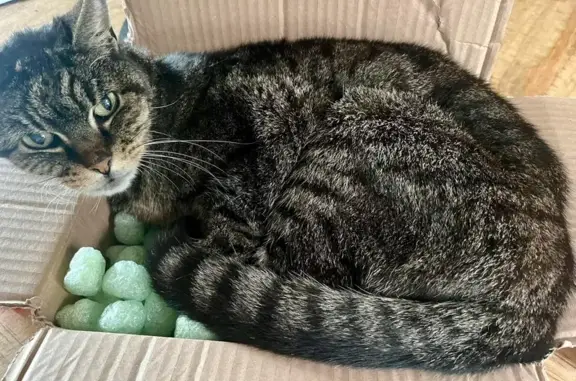 Chat perdu, Coudekerque-Branche, photo: Chat perdu : Grizouille, 17 ans, maigre, rue Dumas