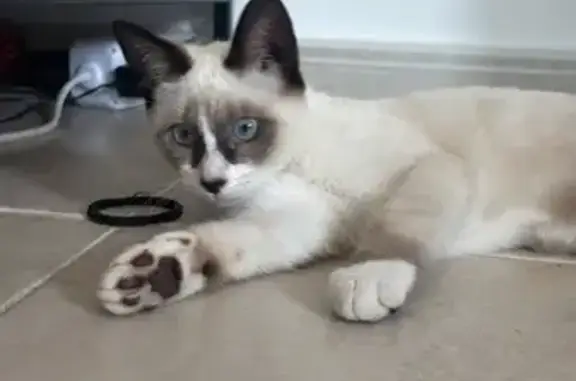 Gatos perdidos, , foto: Se busca: Gatito Siamés perdido en Sant Josep