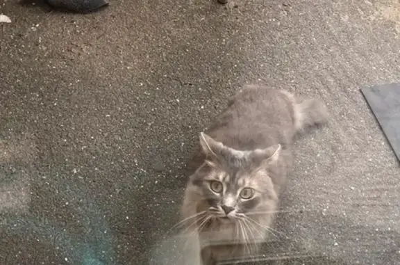 Chat perdu câlin avec collier gris Houdain - photo