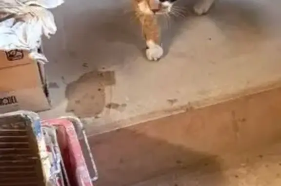 Animaux trouvés , photo: Chatte sociable trouvée Rue Bonhomme