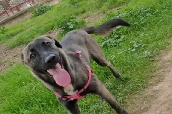 Cachorra Pastor Belga Perdida en Zaragoza