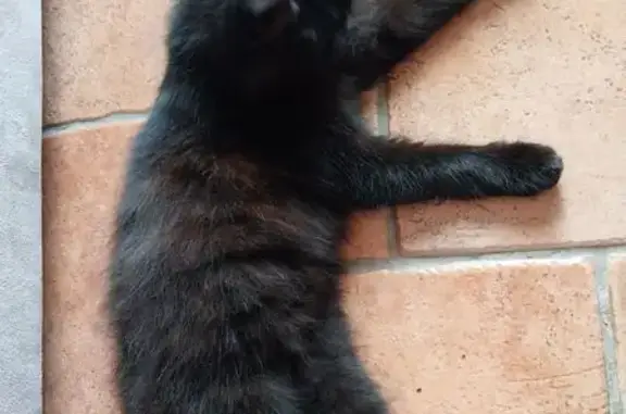 Animaux trouvés Annezin, photo: Chat noir roux câlin trouvé à Annezin