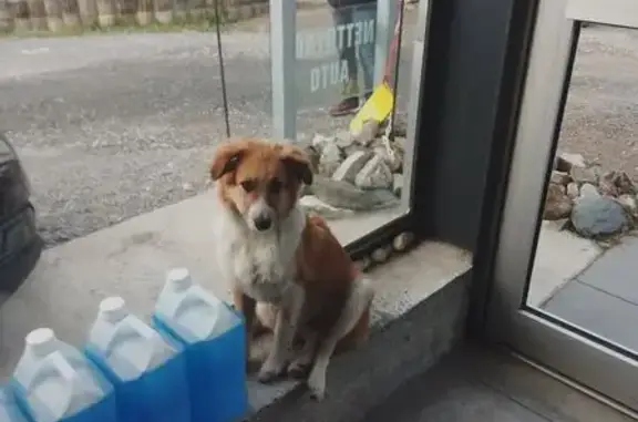 Chien perdu blanc/marron poil long à Cramier - photo