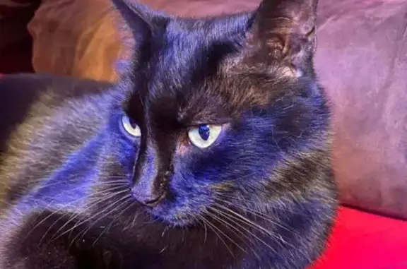 Chat noir Bombay perdu à Uchaud - photo