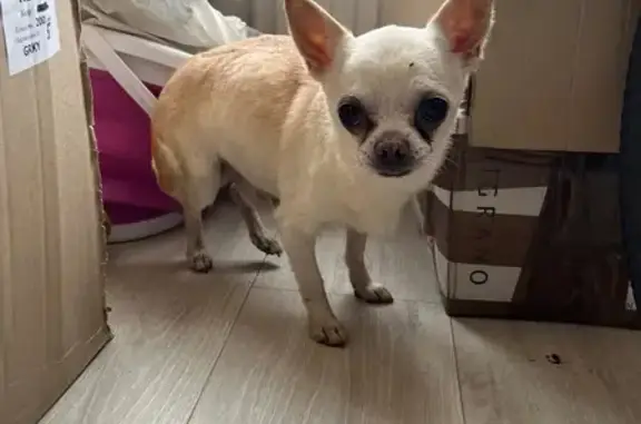 Знайдено пса з особливою прикм...