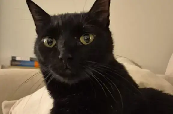 Gato Negro Perdido en Miguel Gila, Madrid