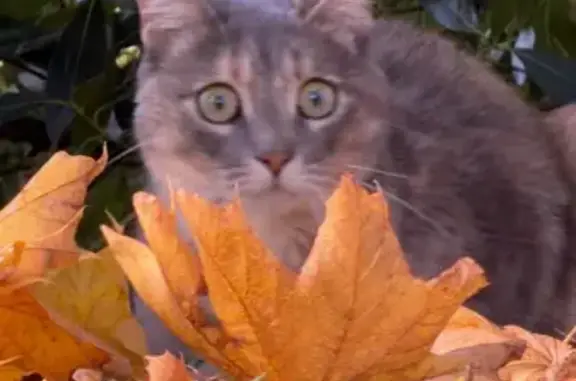 Chatte perdue: Willow, grise tachetée - photo