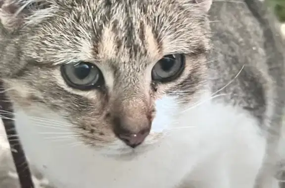 Animaux trouvés Thorigny-sur-Oreuse, photo: Jeune chat mâle trouvé, Thorigny-sur-Oreuse