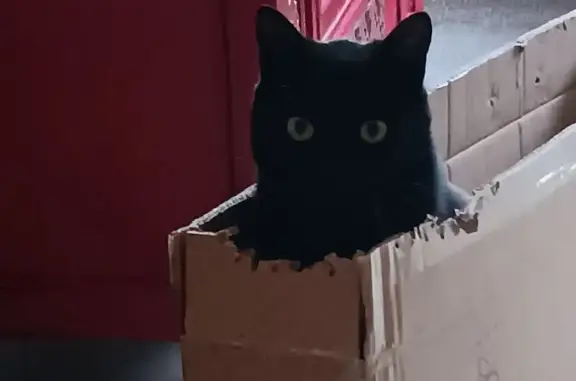 Animaux perdus Louviers, photo: Chat perdu, queue cassée, Louviers