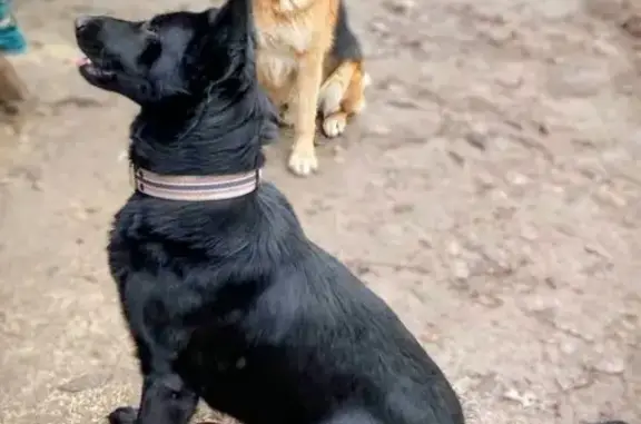 Зникла чорна овчарка Дора в Маліївці