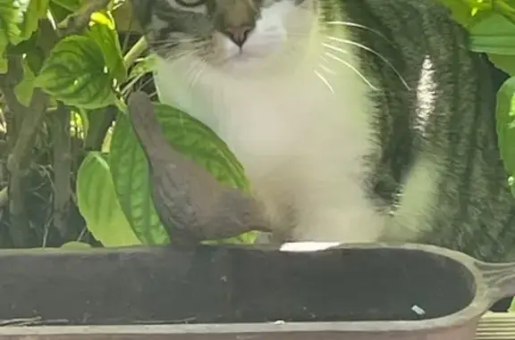 Jeune chatte perdue à Muret, rue du Canigou - photo