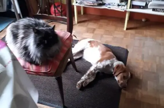 Chat perdu, Plourin-lès-Morlaix, photo: Chat gris sociable perdu à Plourin-lès-Morlaix