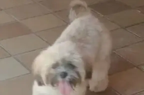 cachorro desaparecida