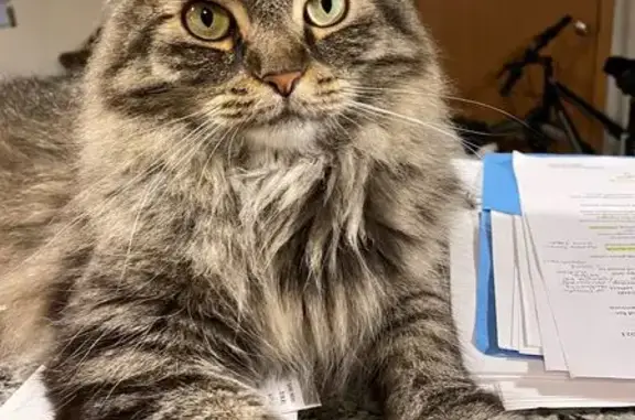 Lost pets Waunakee, photo: Lost Maine Coon: Grey, Bad Tail Haircut