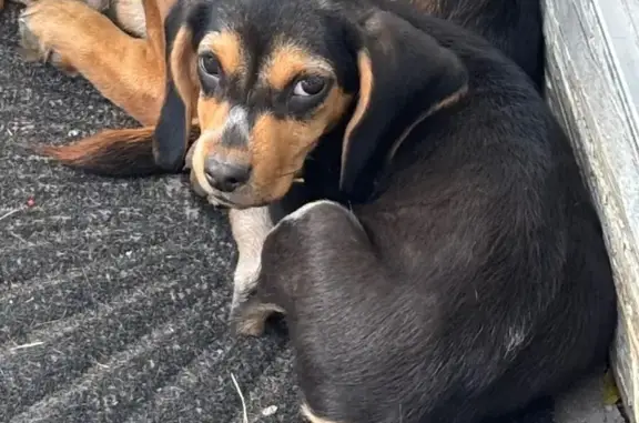 Lost Puppy: Unique Markings in Carpentersville