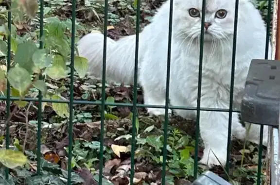 Animaux trouvés , photo: Chats persans gris trouvés à Dorlisheim