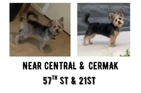 Lost Dog on West 21st St: Help Needed!