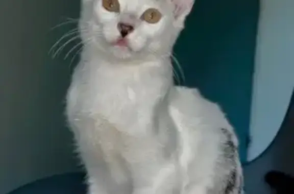 Chatte perdue, tache cœur, Romans-sur-Isère - photo