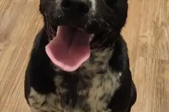 Found dog Cabot, photo: Found: Sweet Black & White Heeler in Cabot