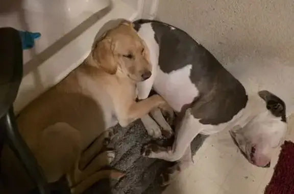 Help Find Phoenix: Beloved Pup Missing