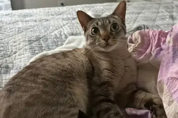 Lost: Small Sandy Cat, Bonnie in Brambleton