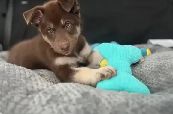 Lost Puppy Alert: Odie, 4-Month-Old Mix