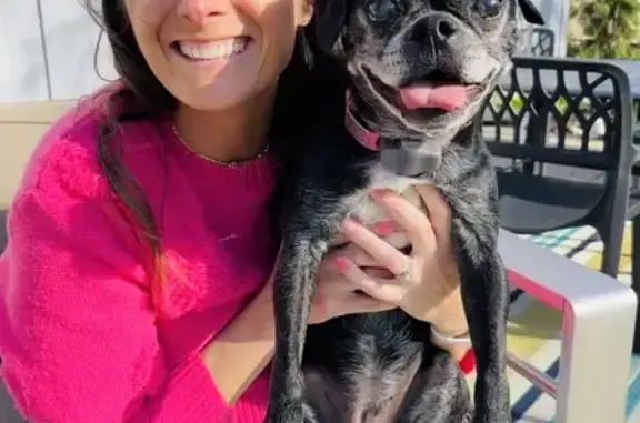 Missing dog Overland Park, photo: Blind & Deaf Dog Lost: Call 913-991-4325