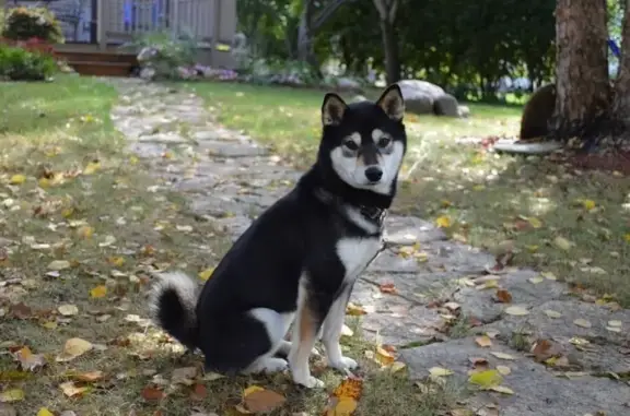 Help Find Coda: Deaf & Blind, Lost Dog