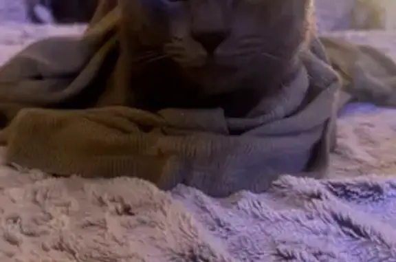 Missing Gray Cat: Blue Russian in Spring