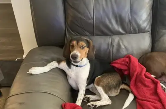 Lost Dog in Cartersville: Help Us Find Him!