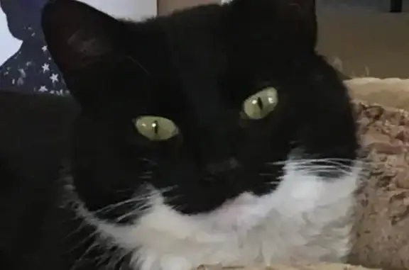 Lost Cat: Black & White with Lion Cut