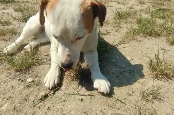 Зникла собака: білий з коричне...