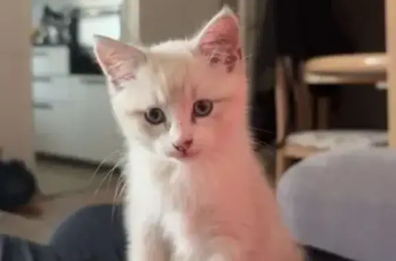 Chaton blanc perdu à Chassieu - photo
