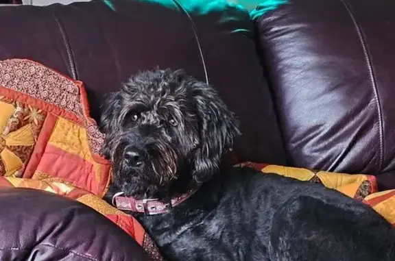 Missing dog Albany, photo: Lost Black Labradoodle in Albany Area