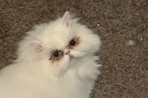 Lost White Cat: Blue Eyes in Surprise