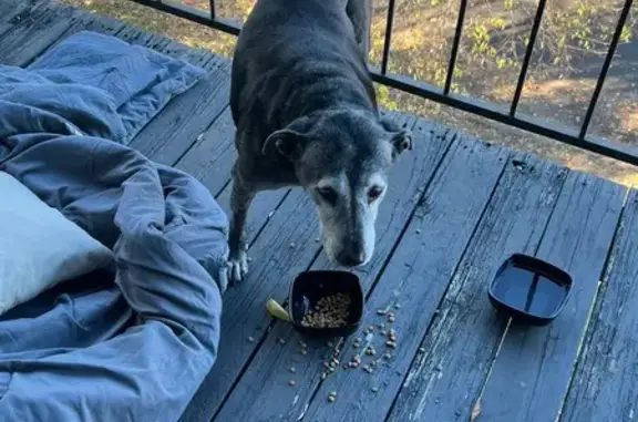 Found pets Birmingham, photo: Sweet Black & White Dog Found in Birmingham
