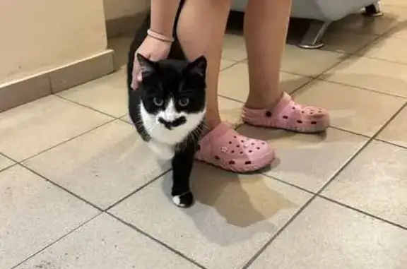 Лагідна киця знайдена на Шепти...