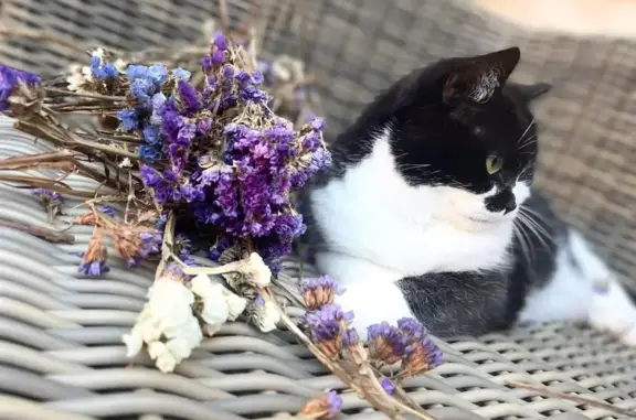 Chatte perdue, noire/blanche, Rue Château d'Eau - photo