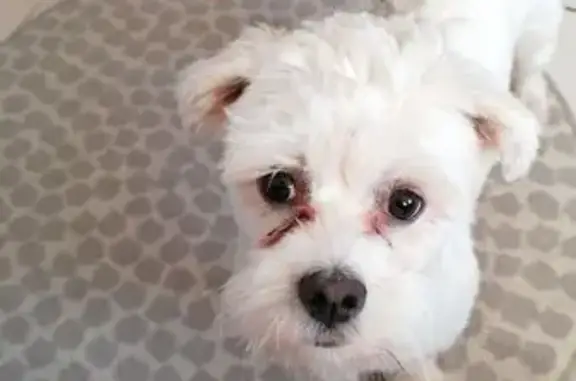Chien perdue, bichon mixte à Fréjus - photo