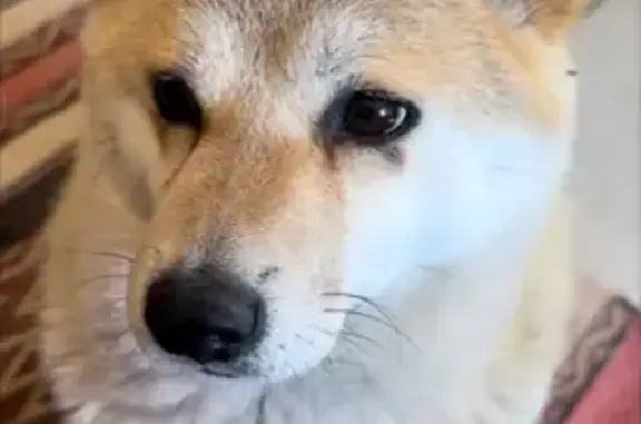 Shiba Inu perdu à Eygalières : récompense - photo