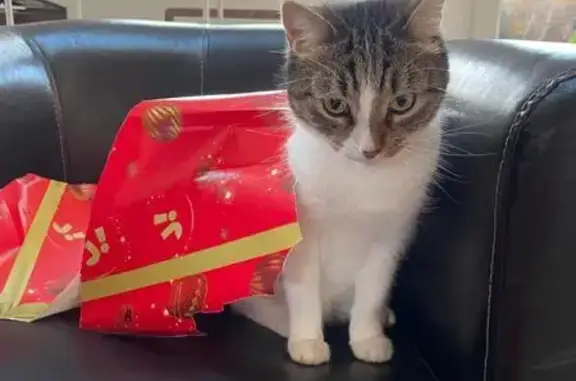 Chat perdu : tigré et blanc à Quincieux - photo