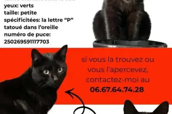 Petite chatte noire perdue à La Crau - photo