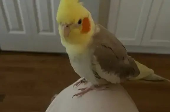 Lost Cockatiel on Eagle St, Ar...